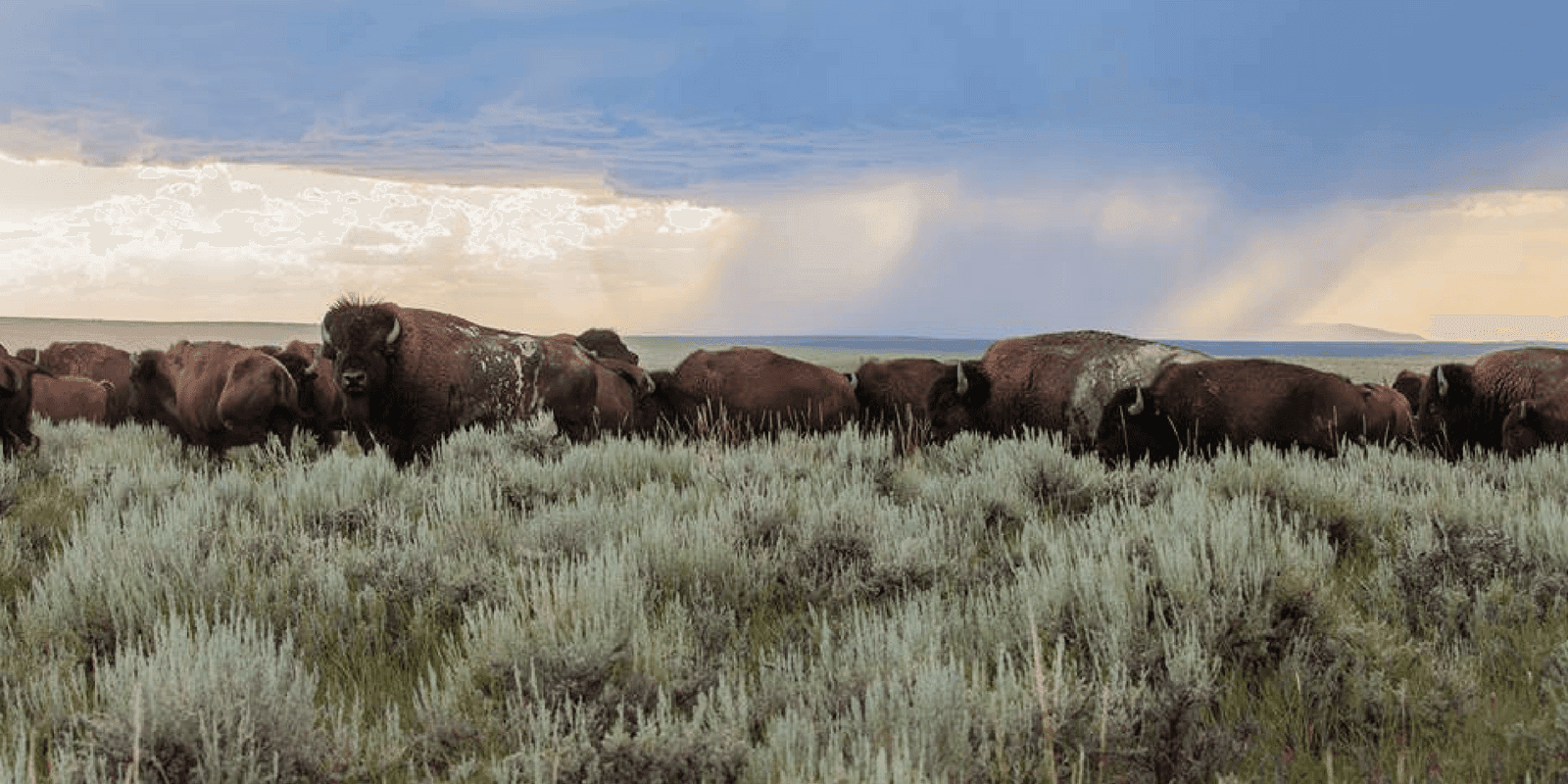 American Prairie Reserve photo by Dennis Lingohr.