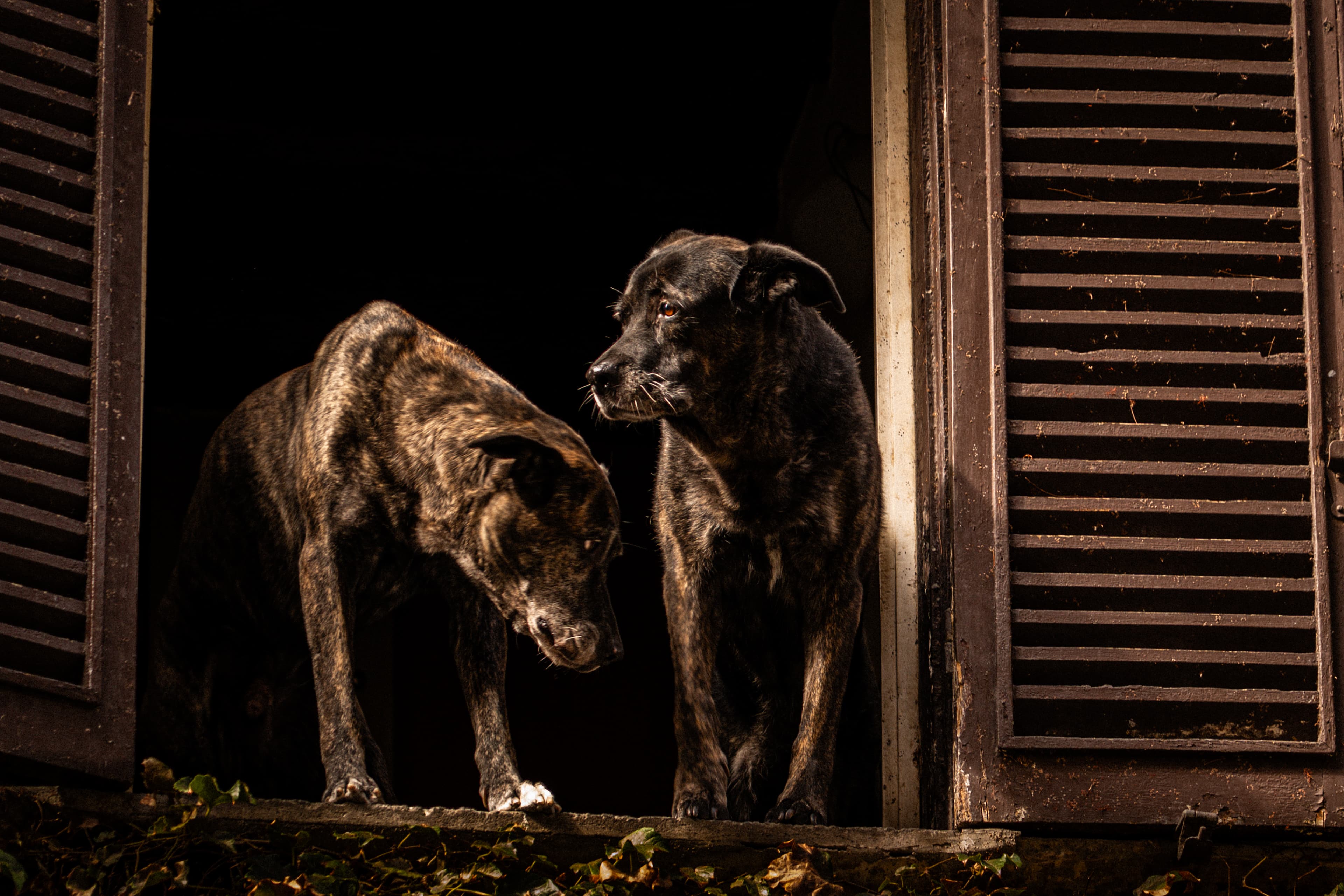 Dogs looking out of a 2nd story window