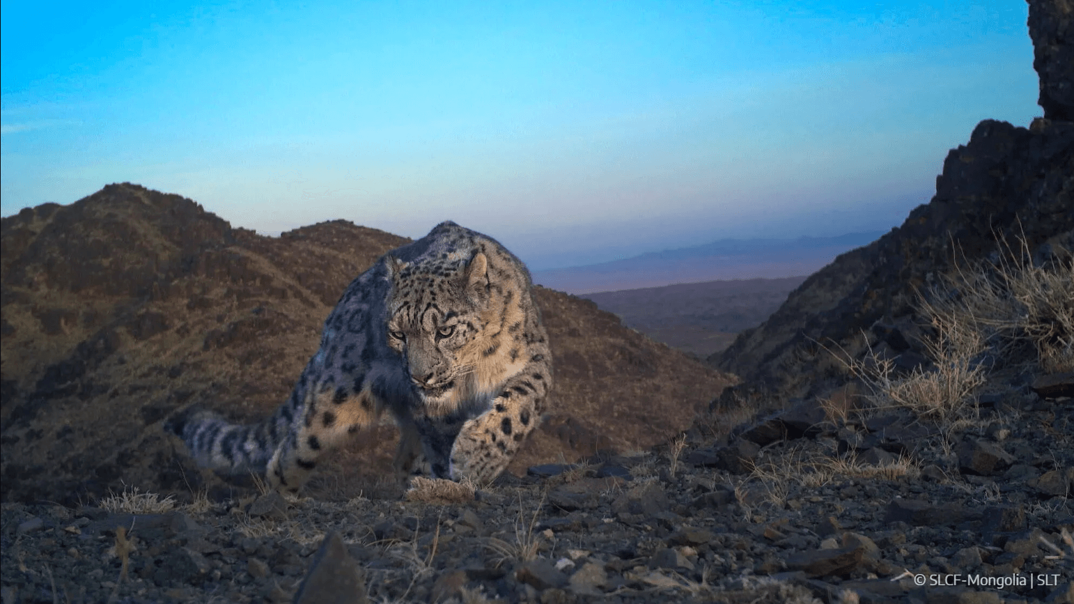 Tost Reserve snow leopard photo @SLCF - Mongolia | SLT